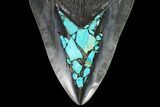 Fossil Megalodon Tooth - Polished With Inlaid Chrysocolla #93268-2